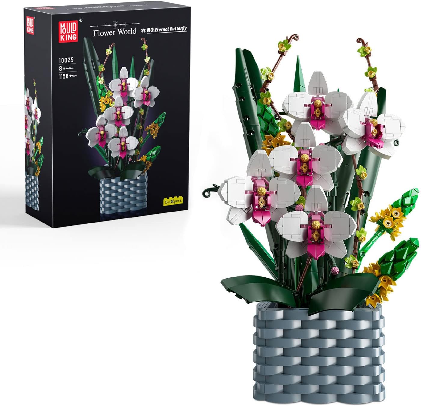Nachtfalter Orchidee Nachtfalter Orchidee